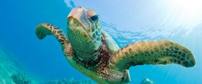 tartaruga-verde-iStockphoto_2