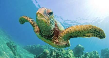 tartaruga verde iStockphoto 2 1 - Tartaruga marinha encontrada na praia de Itaipu - Niteroi