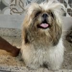 WhatsApp Image 2021 03 04 at 15.14.18 150x150 - Pet Shop em Itaipu - Niteroi - Ligue Pet Patanga Pet Shop